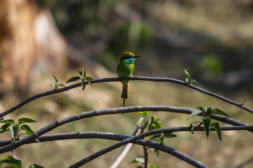 Green bee-eater perching on a branch, Bandhavgarh National Park, India