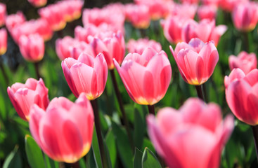 Tulips