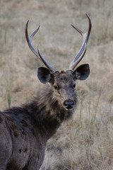 Close up of male Sambar deer, Bandhavghar National Park, India