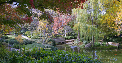 Fototapeta na wymiar Fall colors in the Japanese Garden, Fort Worth, Texas, U.S.A.