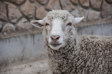 white sheep on stone wall background