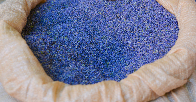 Fototapeta Dry lavenders background.Provence.