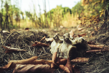 Bones in Nature