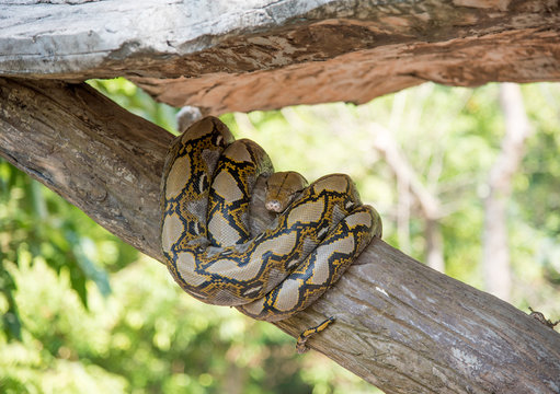 Python
