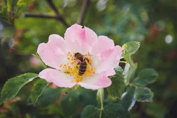 Flower and Bee