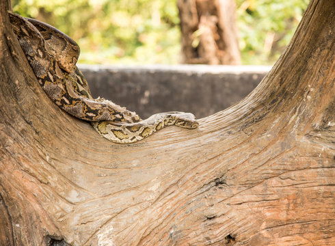 Python
