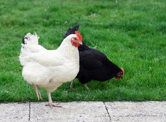 couple de poules noire et blanche en plein air ,picorant dans l'herbe