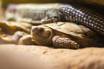 Fototapeta premium African pancake tortoise (Malacochersus tornieri). Flat-shelled tortoise in the family Testudinidae, native to Tanzania and Kenya, showing flattened carapace