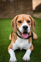 beagle laying down on the grass