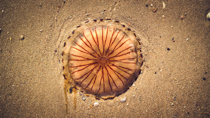 Jellyfish