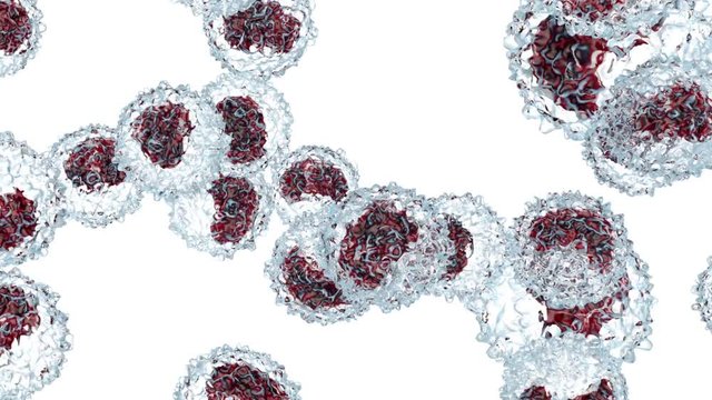 Monocyte type leukocyte cells flowing in the bloodstream.
