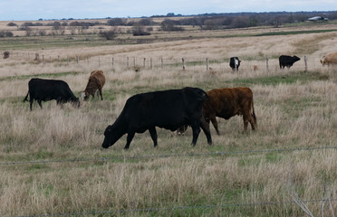 Heard of Cows on a Texas Farm During Winter Months