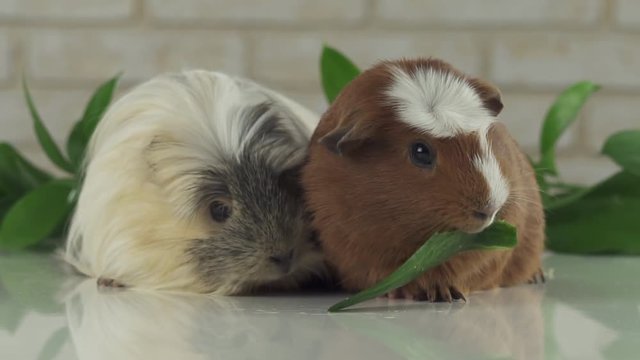 One guinea pig robs another cucumber struggle for survival stock footage video