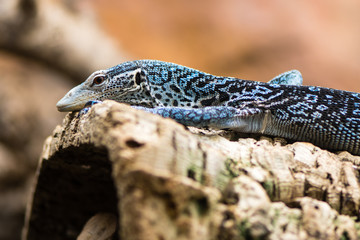 Blue tree monitor (Varanus macraei) on branch. Arboreal monitor lizard in family Varanidae, aka blue-spotted tree monitor, from Batanta, Indonesia