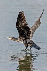 Fliegender Kormoran