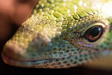 Fototapeta premium Emerald tree monitor (Varanus prasinus) head. Arboreal monitor lizard in family Varanidae, aka green tree monitor, from New Guinea