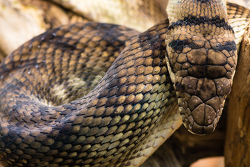 Naklejka premium Amethystine python (Morelia amethistina) looking down on head. Large snake in family Pythonidae, found in Indonesia, Papua New Guinea and Australia