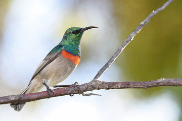 Fototapeta premium male southern double-collared sun bird 
