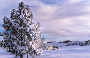 Austrian pine tree covered with frost and snow under beautiful blue cloudy sky. Rural landscape. Winter in Wyoming, USA