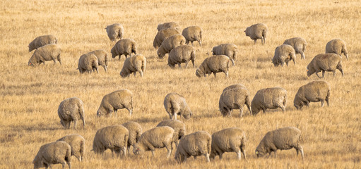 Sheep on wide open yellow Wyoming prairie, winter landscape © Olga Mendenhall