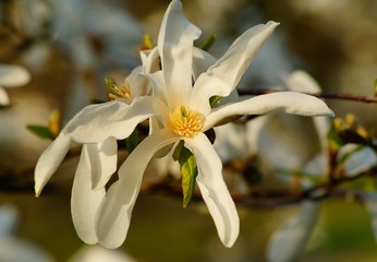 Magnolia kobus - white magnolia