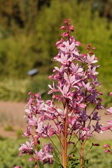 Dictamnus albus - bush of Moses, the burning bush.