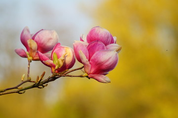 Pink magnolia flowers in Botanical Garden - Magnolia soulangeana