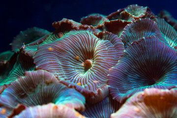 Obraz premium Mushroom anemone (Discosoma sp.) oral discs. Colourful corallimorphs in marine aquarium, aka mushroom coral and disc anemone, in family Discosomatidae