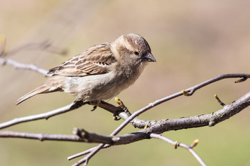sparrow eats buds
