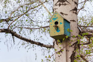 Old wooden birdhouse on the birch. Birds