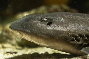 Brownbanded bamboo shark (Chiloscyllium punctatum) head. Adult fish aka cat shark, in the family Hemiscylliidae, showing eye and barbels