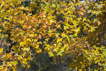 Foliage of Montpellier Maple, Acer monspessulanum, Photo taken in Guadalajara Province, Spain.