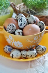 Chicken eggs and quail eggs in colorful porcelain dish. Easter breakfast
