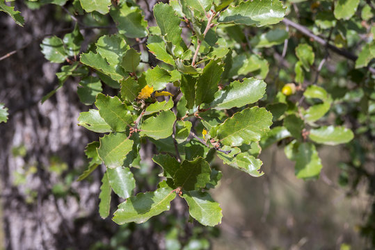 Foliage of Gall Oak, Quercus faginea. Photo taken in Guadalajara Province, Spain.