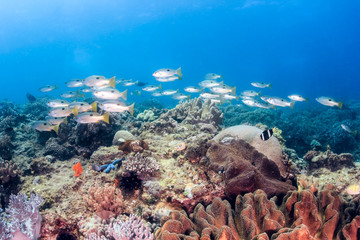 Tropical fish swimming over a colorful coral reef