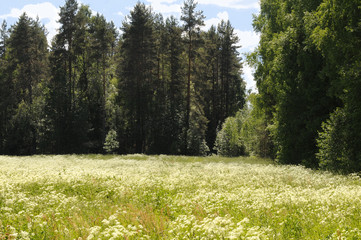 forest meadow