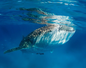 Obraz premium Om nom nom nom