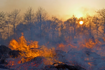 Naklejka premium Feuer vor Baumsilhouetten bei Sonnenuntergang