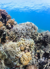 Fototapeta na wymiar Shallow corals