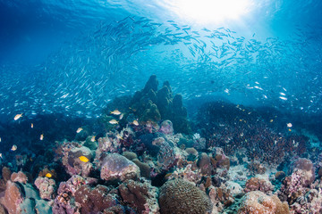 Fototapeta na wymiar Swirls of sardines on a tropical coral reef