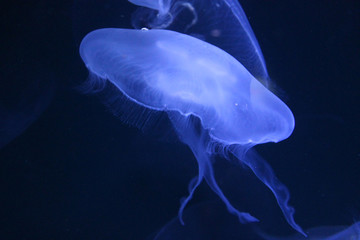 schwebende Ohrenqualle