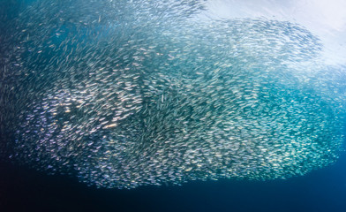 A large, balling school of sardines in the ocean