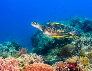 Hawksbill turtle swimming on a coral reef