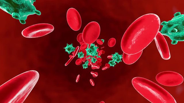 Erythrocytes, Viruses and Monocytes flowing in the blood stream symbolizing the human immune system fighting against intruders.
