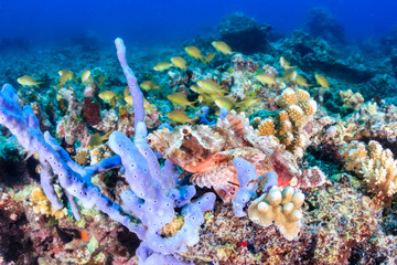 Fototapeta na wymiar Scorpionfish well hidden on a tropical coral reef