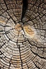 Wood texture, macro background