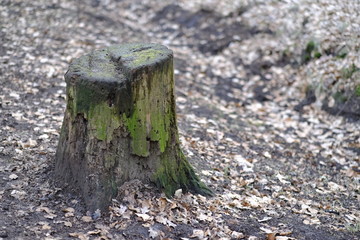 Klosterholz (Hochzeitswald) in Osterholz-Scharmbeck zur Winterzeit