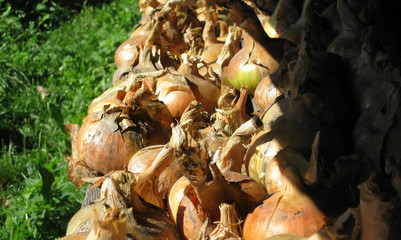 Harvest of organically grown onions. 