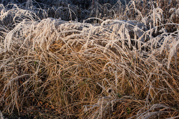 Raureif – märchenhafte Winterstimmung