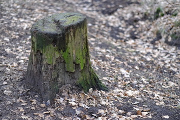 Klosterholz (Hochzeitswald) in Osterholz-Scharmbeck zur Winterzeit